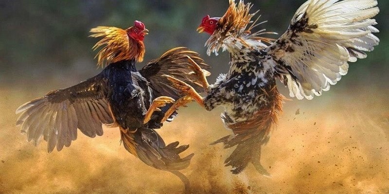 Gà nòi đá được tổ chức quy củ và chặt chẽ